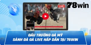 Đấu trường gà Mỹ – Sảnh đá gà live hấp dẫn tại 78Win